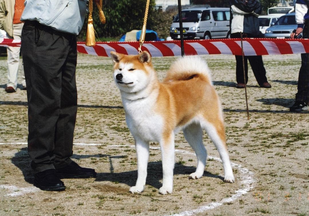 犬用リード（小）　首輪　中型/小型　日本犬　秋田犬　柴犬　引綱
