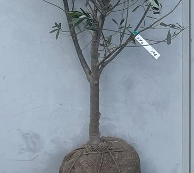 《現品》オリーブの木　シプレシーノ 樹高2.1ｍ（根鉢含まず）186【苗木/庭木