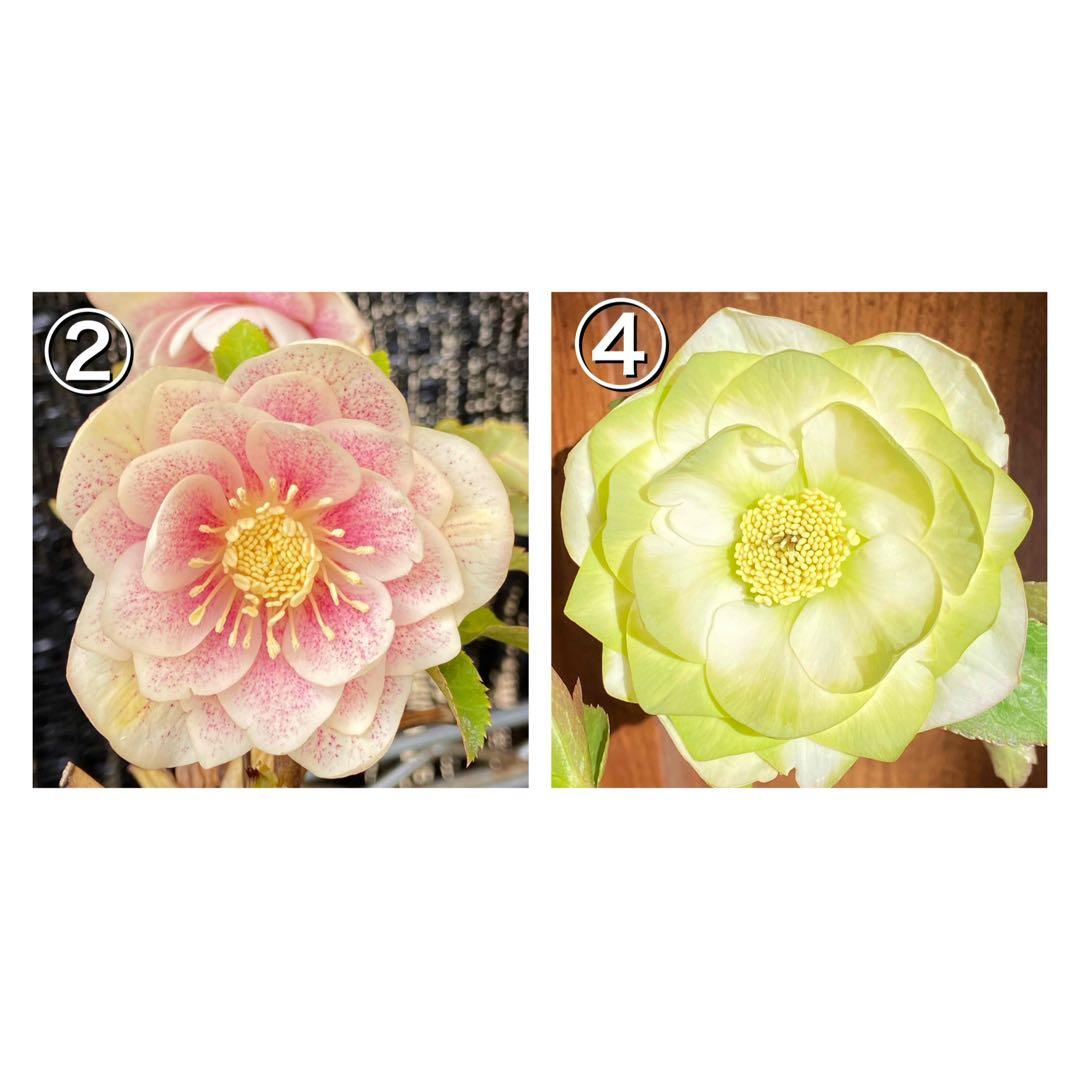 プリマヴェーラゴールド×ピエラ★クリスマスローズ交配苗★開花年数経過株