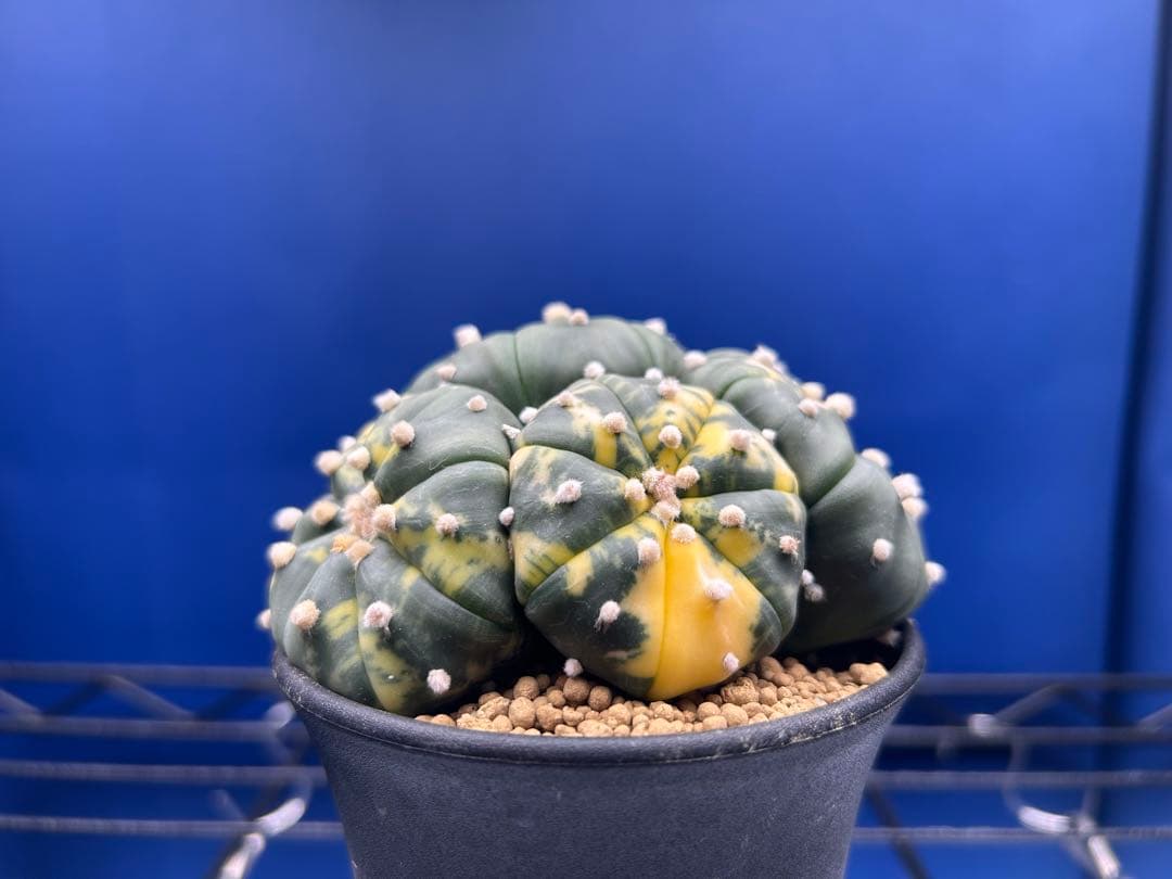 アストロフィツム　複隆白条般若　瑠璃兜錦群生