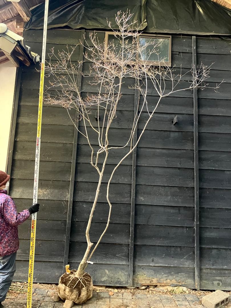 40 山採り　ドウダンツツジ