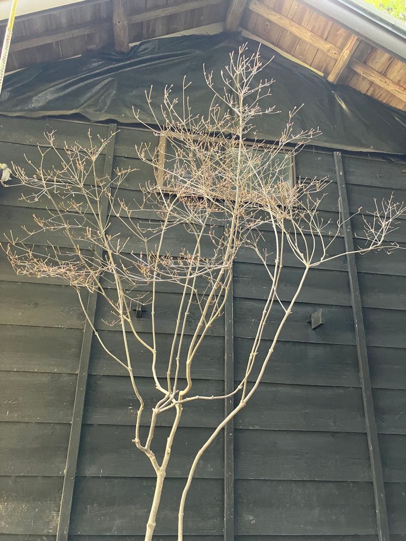 40 山採り　ドウダンツツジ