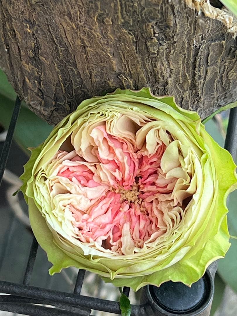 「Momoka」切り花品種バラ苗　レアバラ