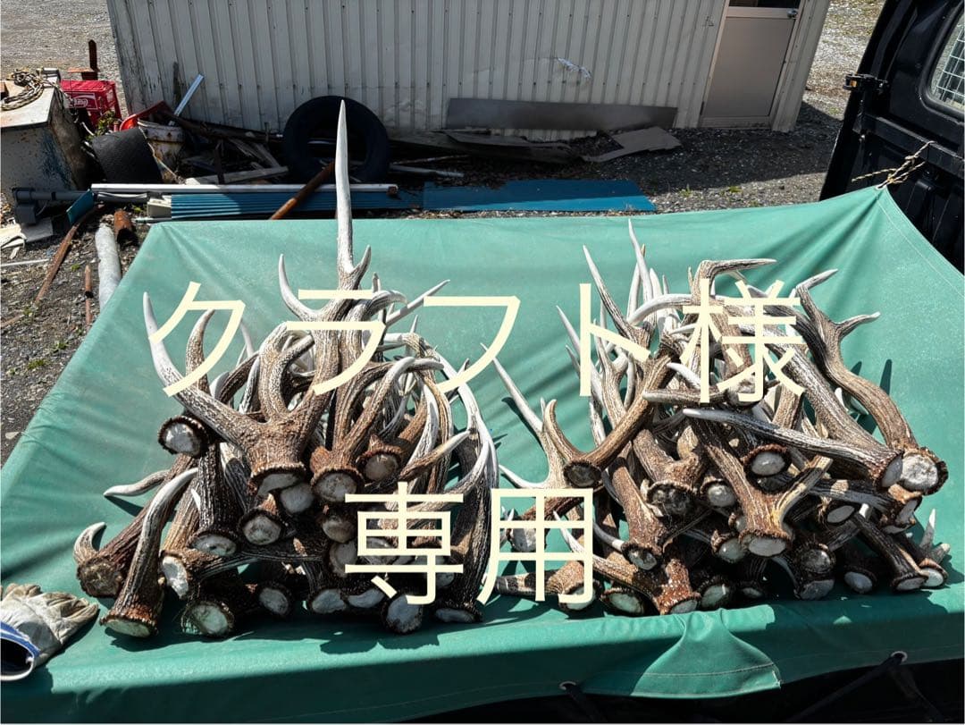 蝦夷鹿の角 自然乾燥済み 多数　48本