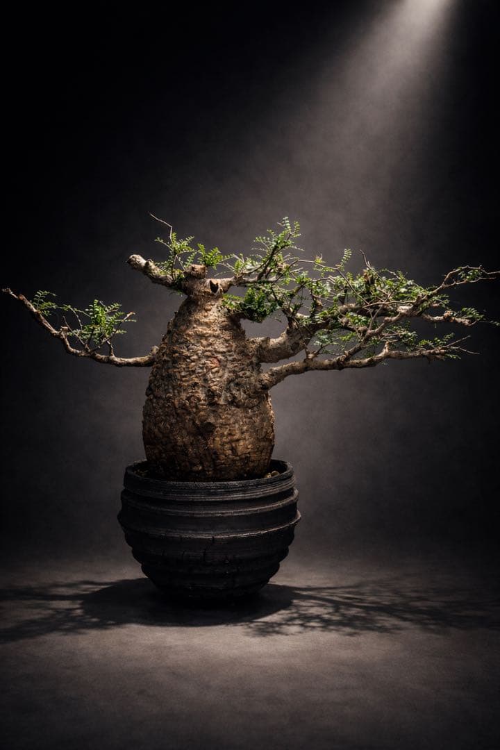 【スペシャルコレクション株式】オペルクリカリア　パキプス【小石原焼】【発根済】