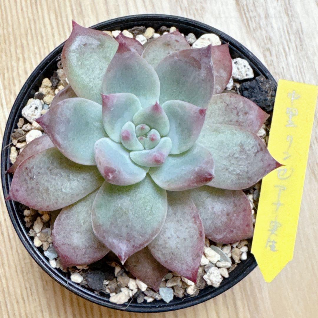 札付き✨中里リンゼアナ・土を減らしてそのまま発送