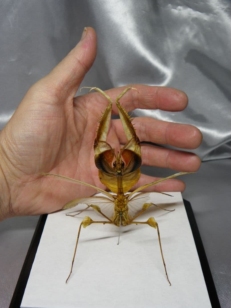 ニセハナマオウカマキリ ♂ 立体標本