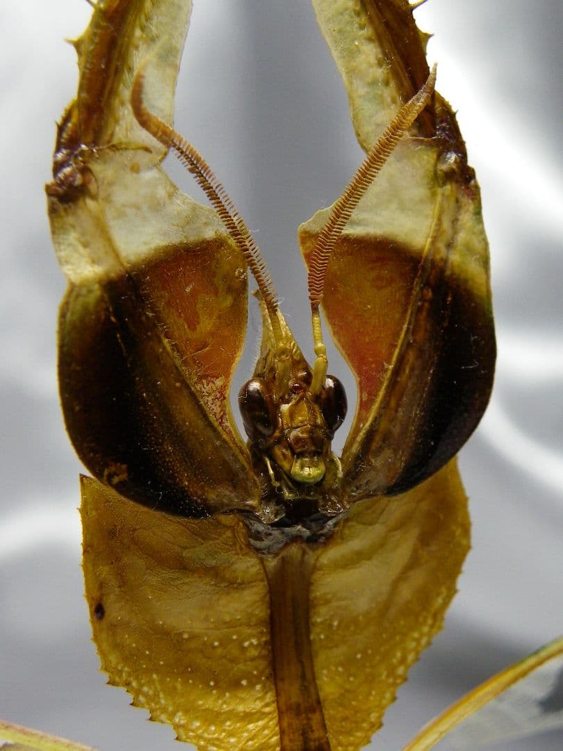 ニセハナマオウカマキリ ♂ 立体標本