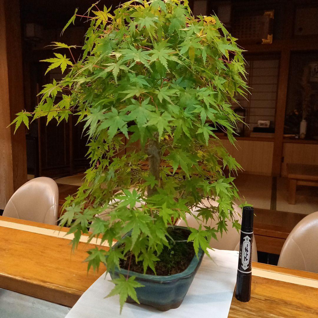 盆栽　もみじ　落葉済　インテリア　紅葉　中型　送料無料　BONSAI　博士ちゃん