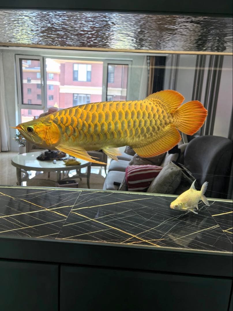 市場最安値200本卸価格 多孔質セラミック製水槽池用濾過材淡水海水魚フィルター