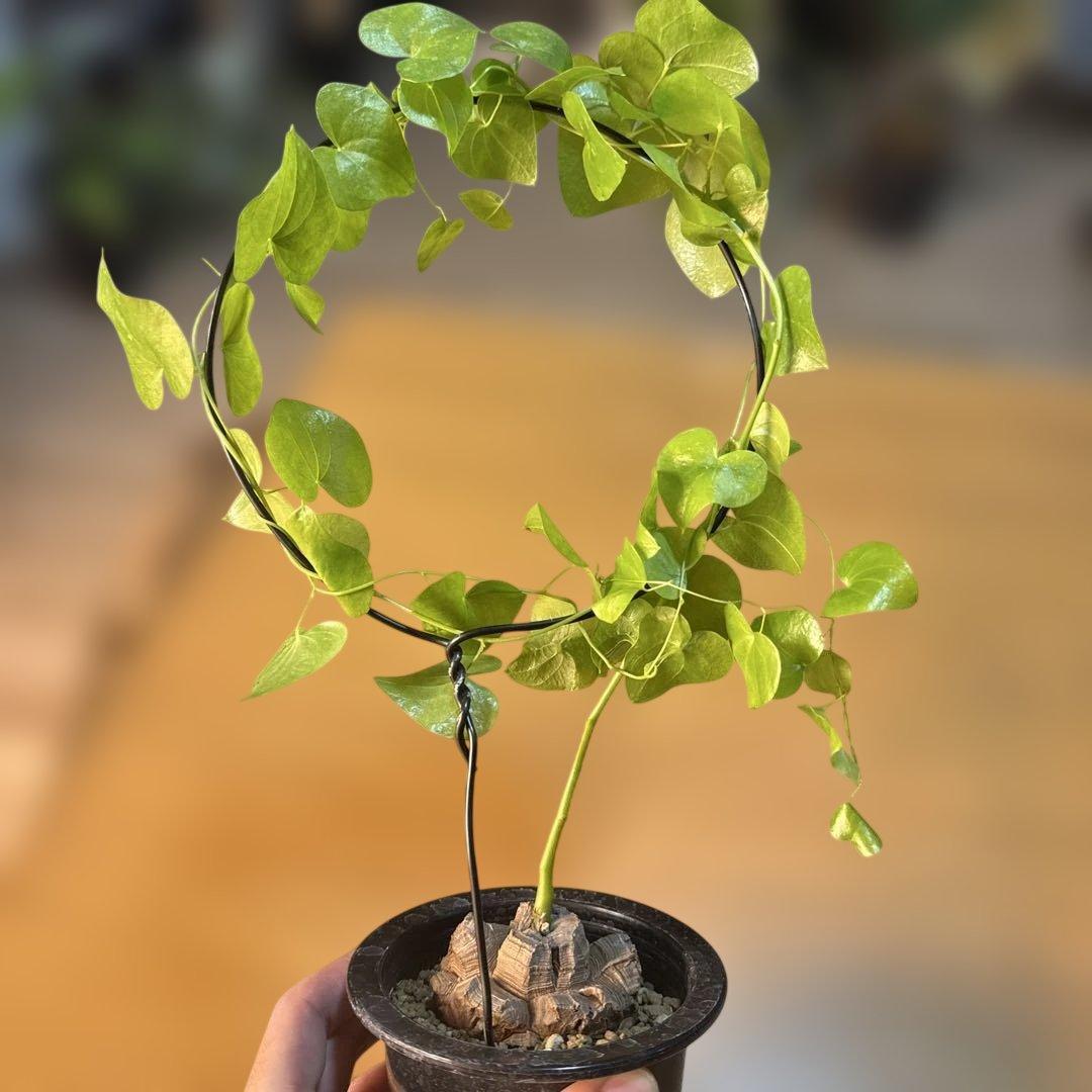 【極上】亀甲竜 5号ロングポット バキバキ 速達 塊根植物 コーデックス