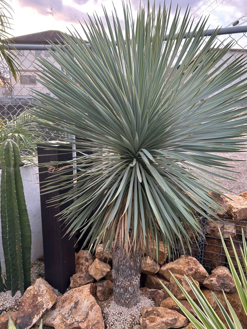 極上 美株 ユッカロストラータ　引き取り限定