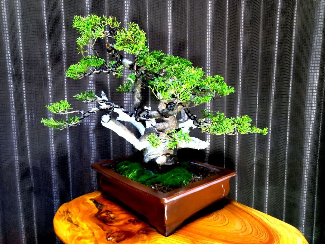 【貴風　真柏盆栽】　　　　　⭕太幹、舎利、神…価値有❗