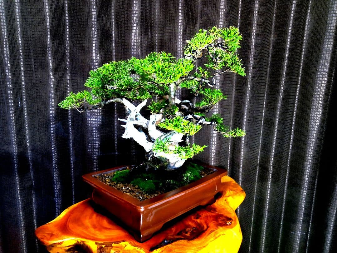 【貴風　真柏盆栽】　　　　　⭕太幹、舎利、神…価値有❗