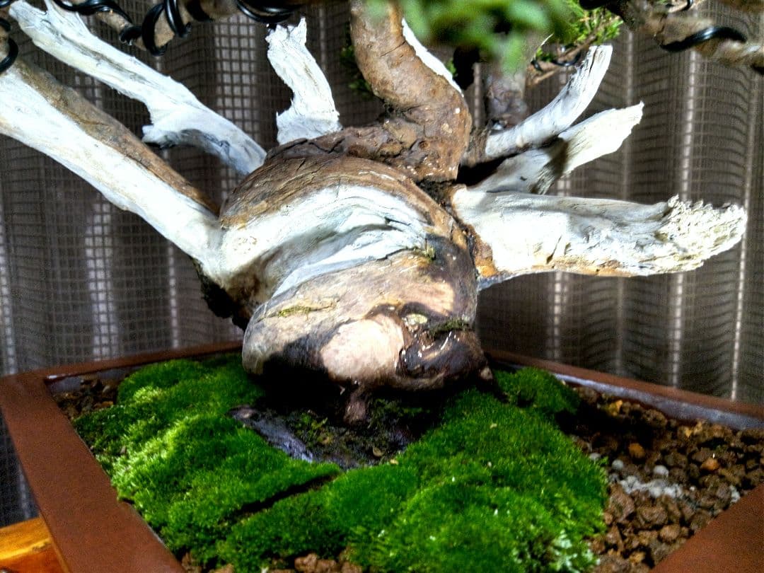 【貴風　真柏盆栽】　　　　　⭕太幹、舎利、神…価値有❗