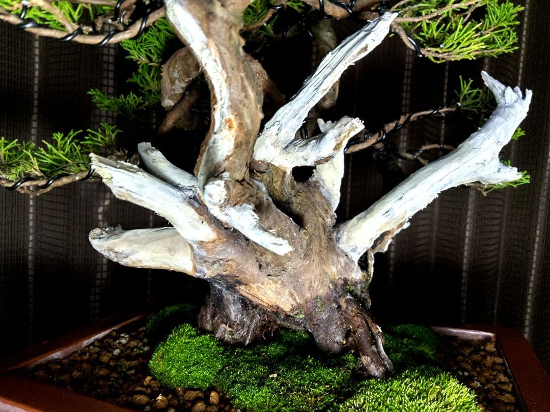 【貴風　真柏盆栽】　　　　　⭕太幹、舎利、神…価値有❗