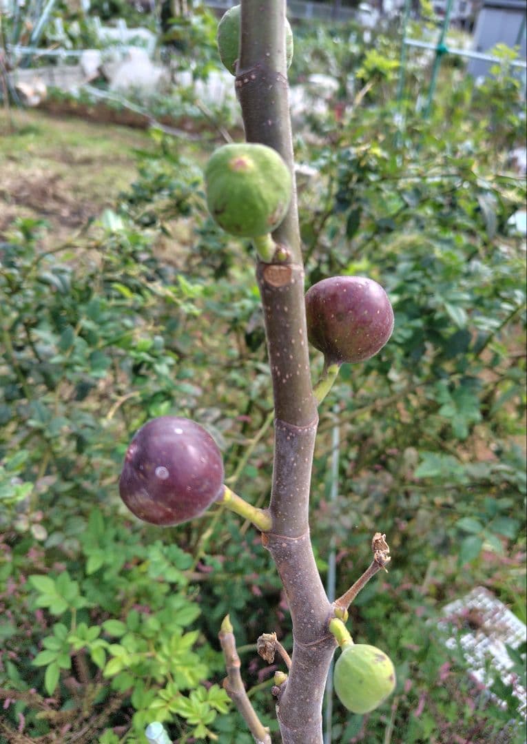 イチジク穂木凪出品