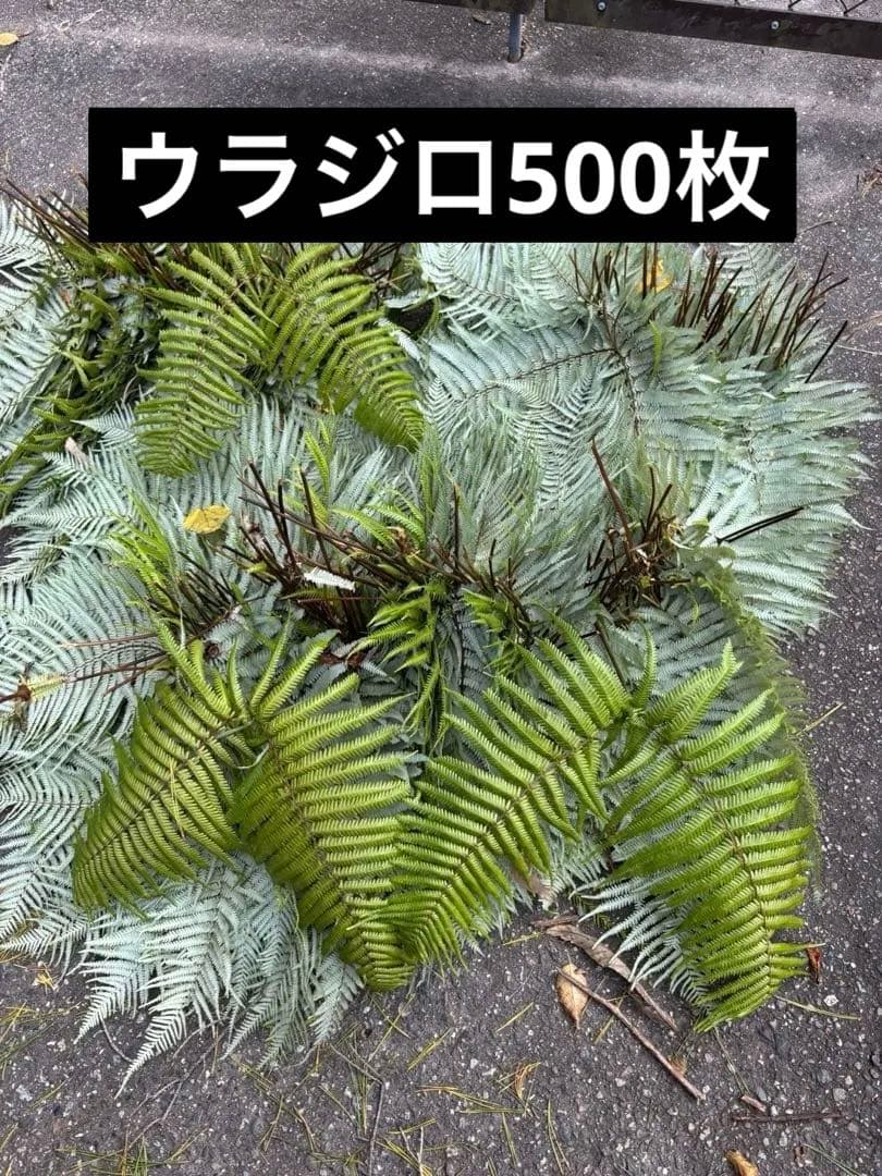 ウラジロシダ　裏白シダ　裏白　正月　しめ縄