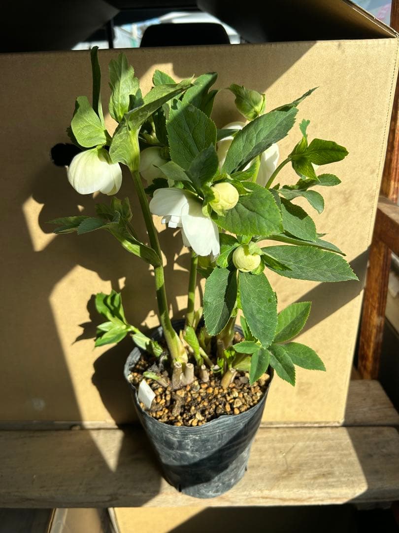 加藤農園 クリスマスローズ ホワイト系 同梱推奨