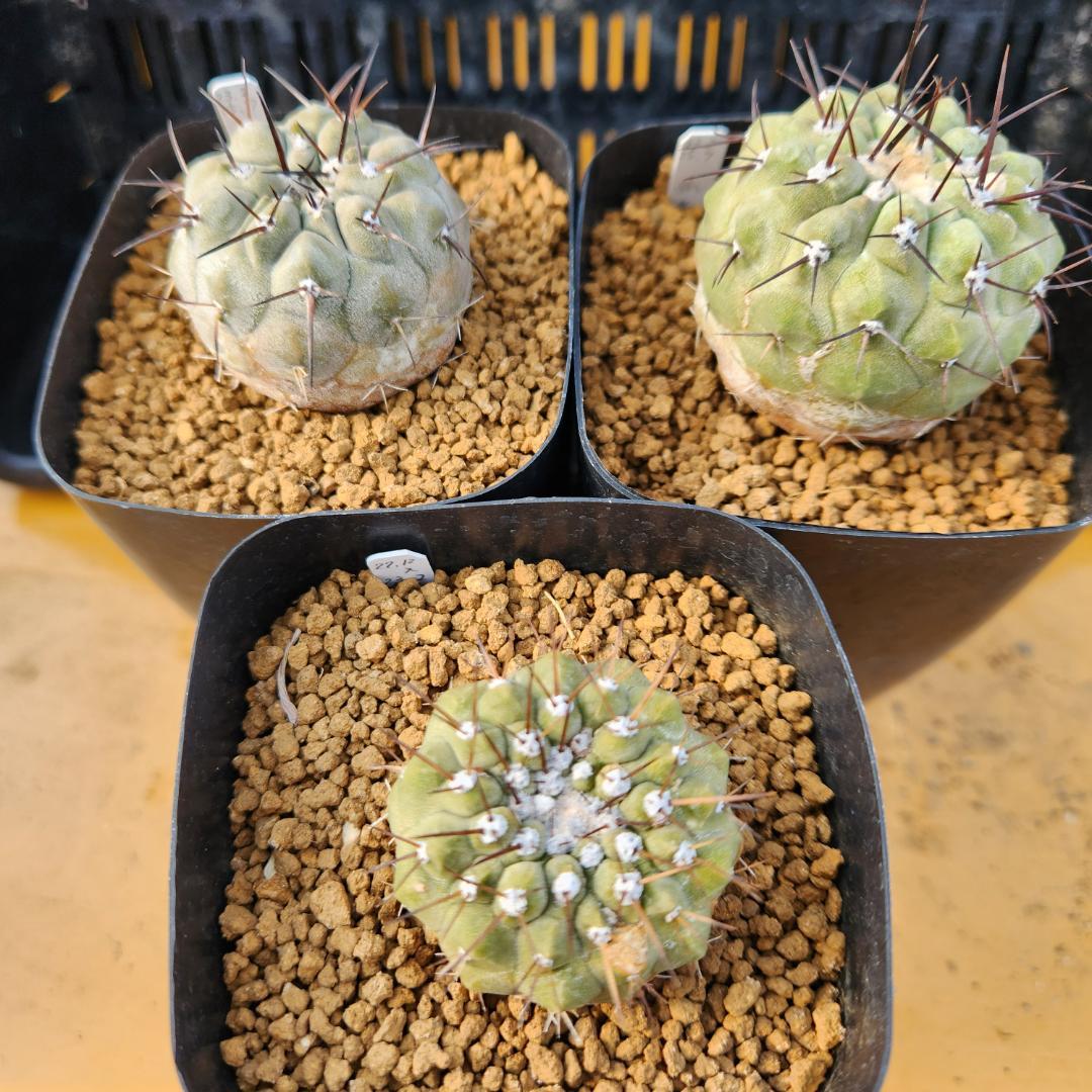 タ*ン様 12/27まで　コピアポア　コルムナアルバ　孤竜丸