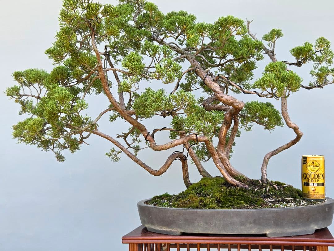 糸魚川真柏　[寄せ植え吹き流し]　大品盆栽