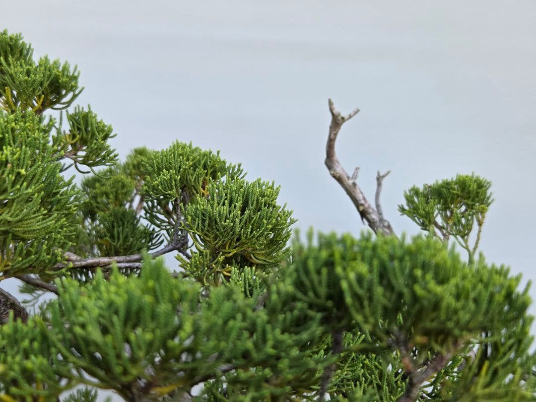 糸魚川真柏　[寄せ植え吹き流し]　大品盆栽