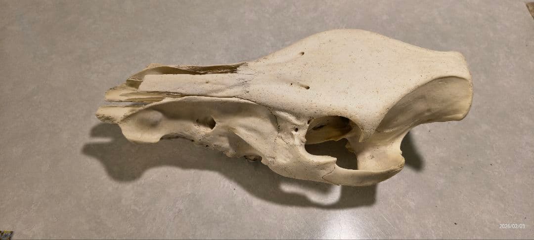 動物の頭蓋骨　イノシシ