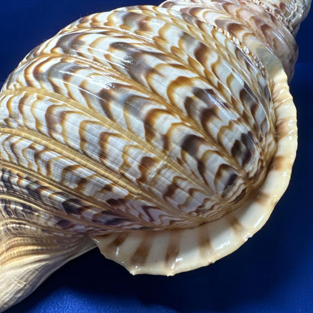 徳大法螺貝　ホラ貝　ほらがい　三伏　　　　　　魔除け　　熊よけ