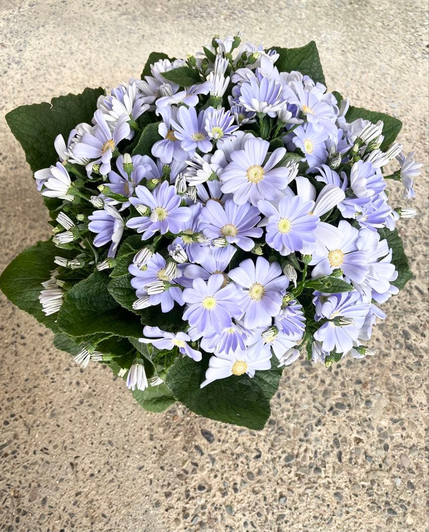 【参考】空色サイネリアの鉢