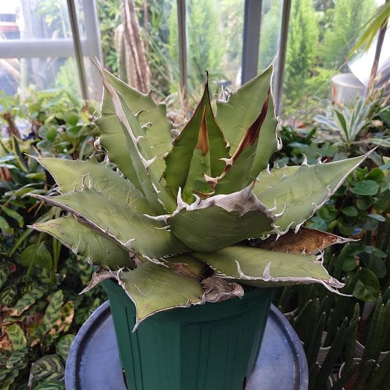 アガベ チタノタ オアハカ Agave titanota Oaxaca 8