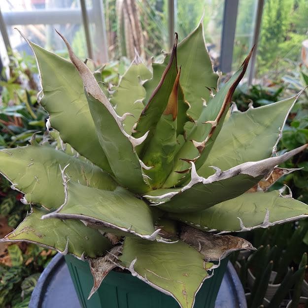 アガベ チタノタ オアハカ Agave titanota Oaxaca 8