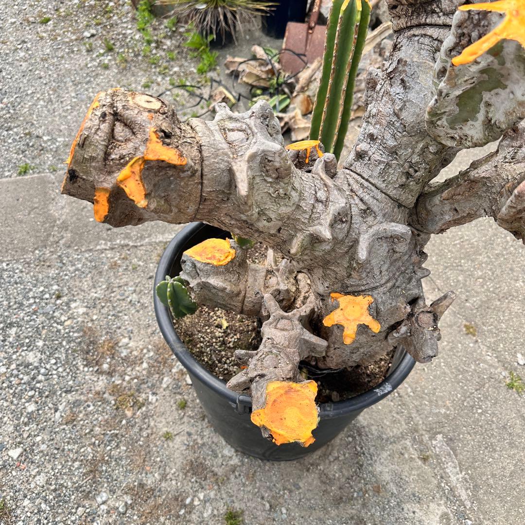 鬼面角 樹齢35年 親木 鹿児島県産柱サボテン【現品】配達します。