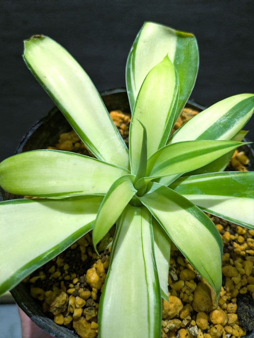 アテナータ　翡翠盤　総柄　斑入り　アガベ　希少　輸入株　ユーフォルビア