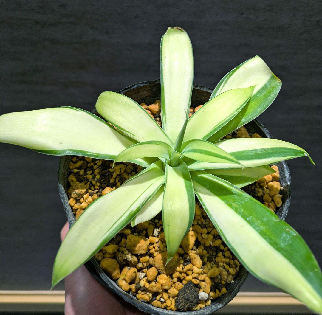 アテナータ　翡翠盤　総柄　斑入り　アガベ　希少　輸入株　ユーフォルビア