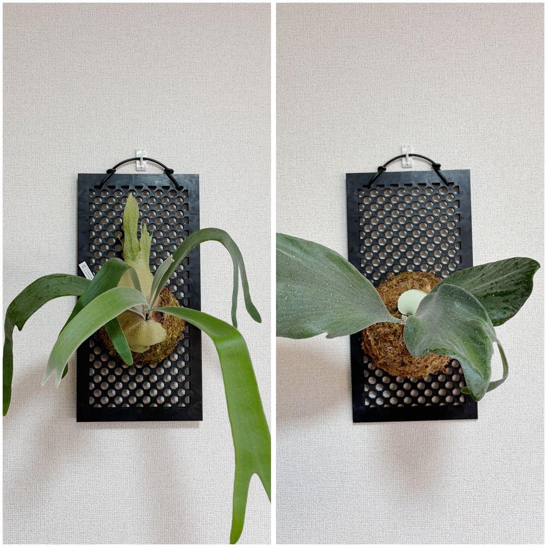 ビカクシダベイチーハイフィンガー×konayuki×tsukiyo＋ウィリンキー