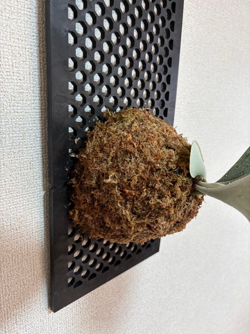 ビカクシダベイチーハイフィンガー×konayuki×tsukiyo＋ウィリンキー