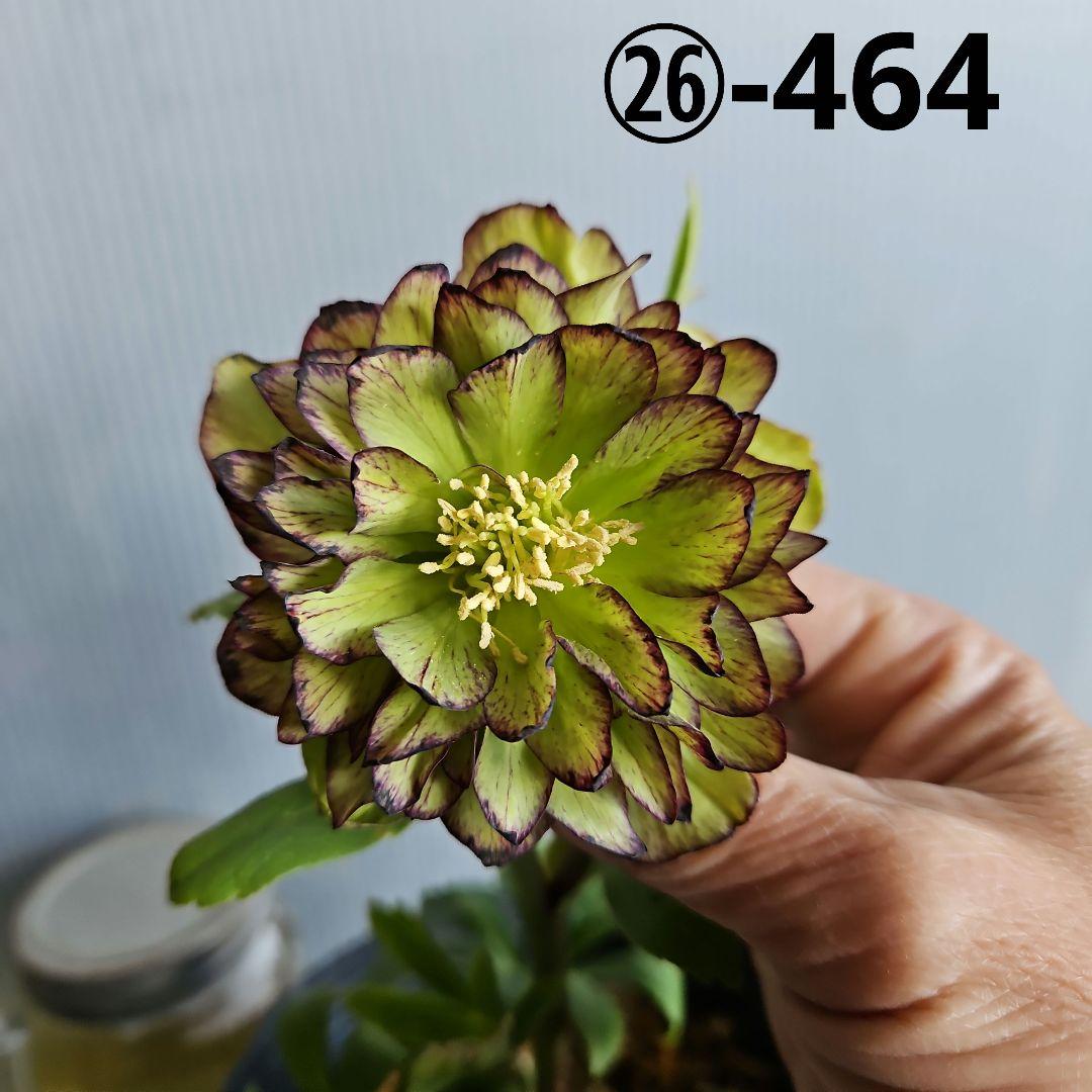 mirakohujin様ご検討苗㉖-464クリスマスローズ