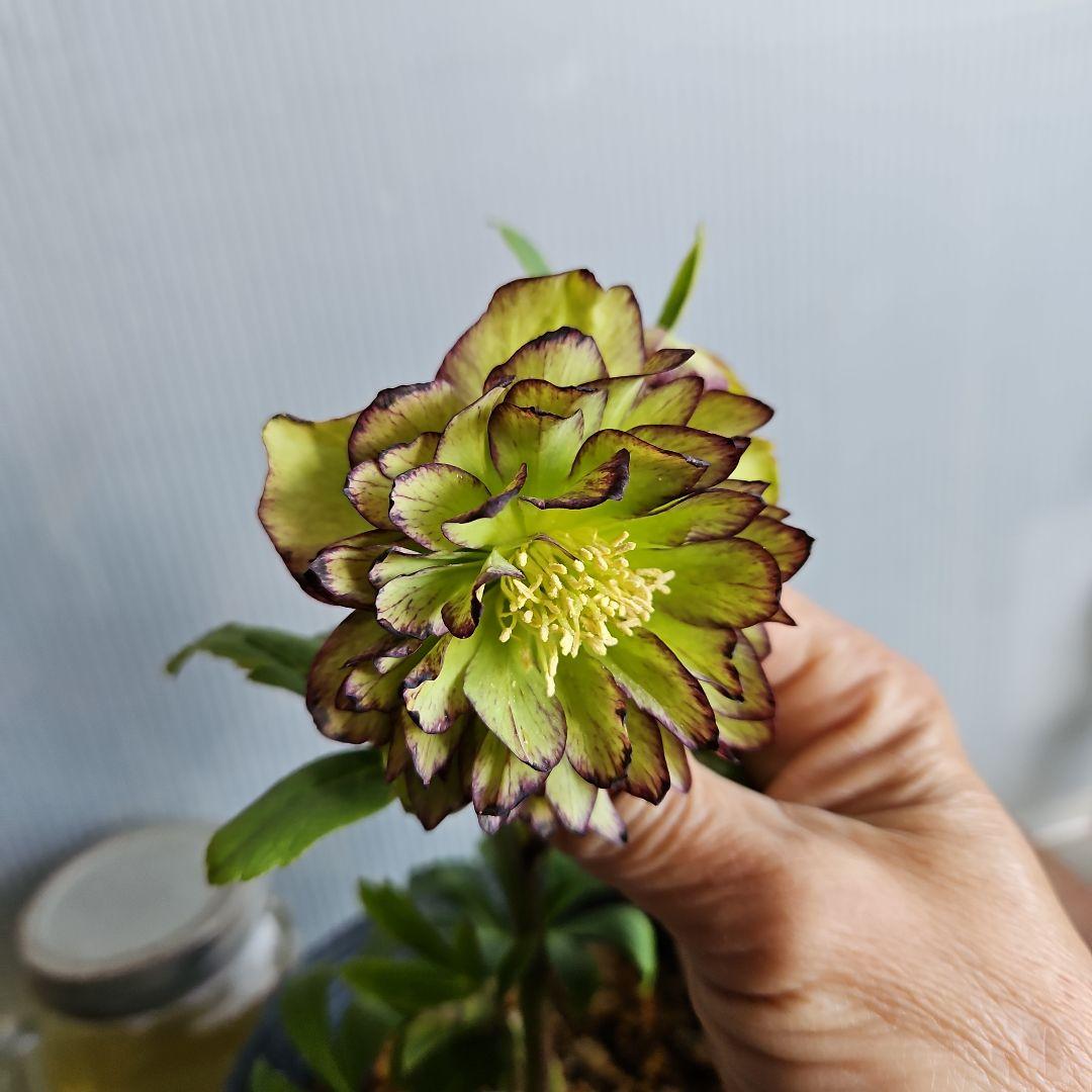 mirakohujin様ご検討苗㉖-464クリスマスローズ