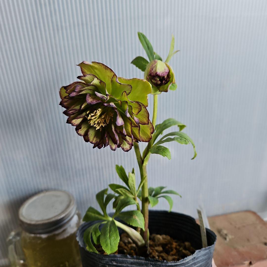 mirakohujin様ご検討苗㉖-464クリスマスローズ