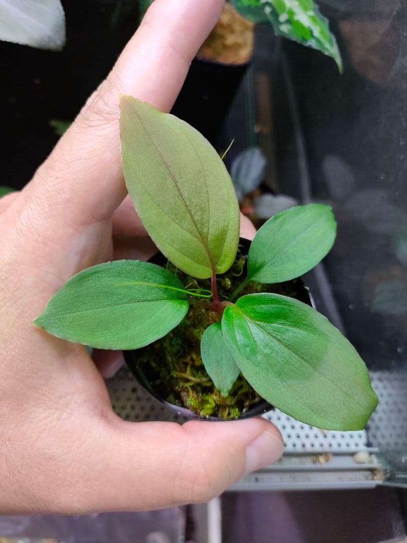 Homalomena sp. 北Sanggau Brown TB便 ホマロメナ