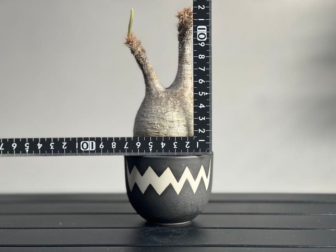 【休眠中】パキポディウム・グラキリス 現地球 VALIEM⑧