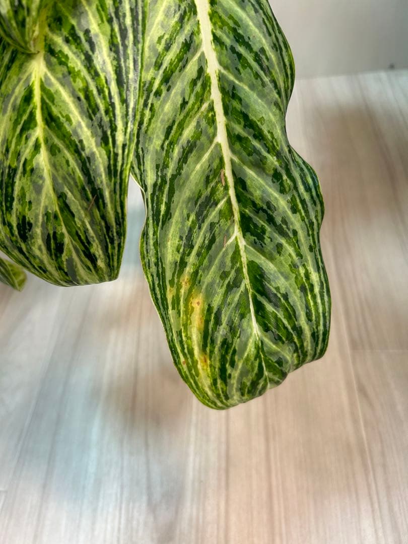 ✴︎Aglaonema 'stripes' curtisii×Manila✴︎子株有