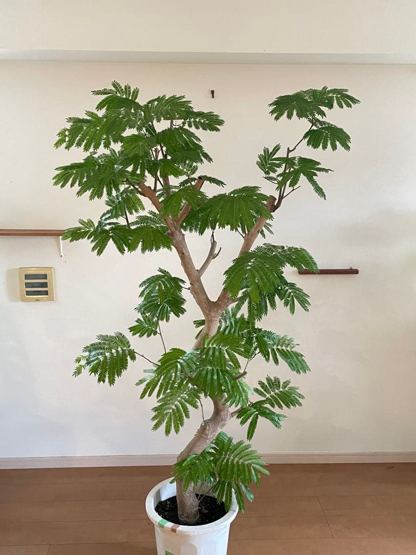 【手渡し限定】特大エバーフレッシュ 190cm 幹太24cm 観葉植物 平塚市