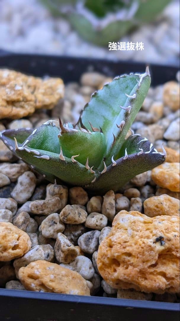 選抜株アガベ　オテロイ　実生選抜