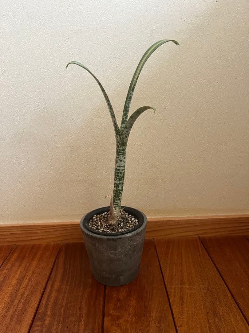 送料無料☆ ホヘンベルギア　レオポルドホルスティ