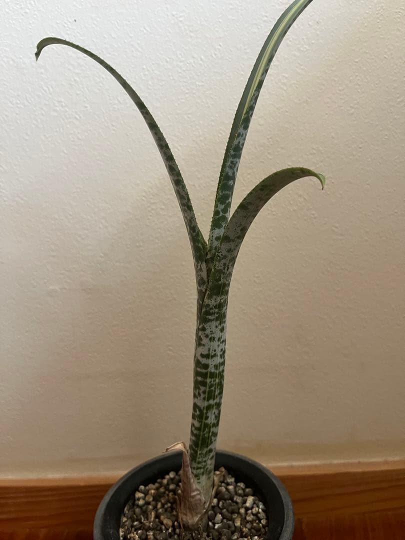 送料無料☆ ホヘンベルギア　レオポルドホルスティ