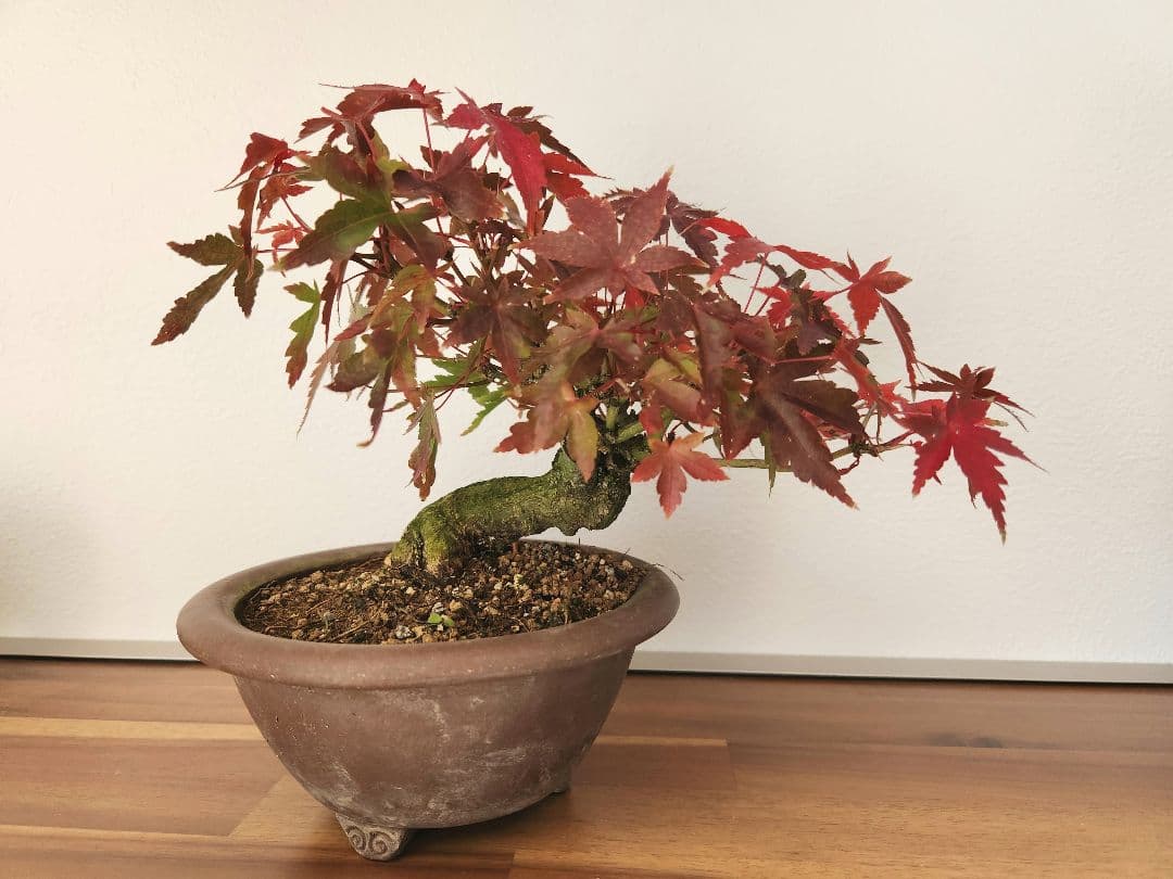 もみじ　盆栽　小品盆栽　鉢