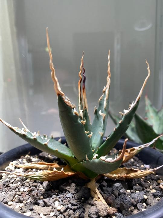 コレクション株　アガベ　エボリスピナ　陽炎