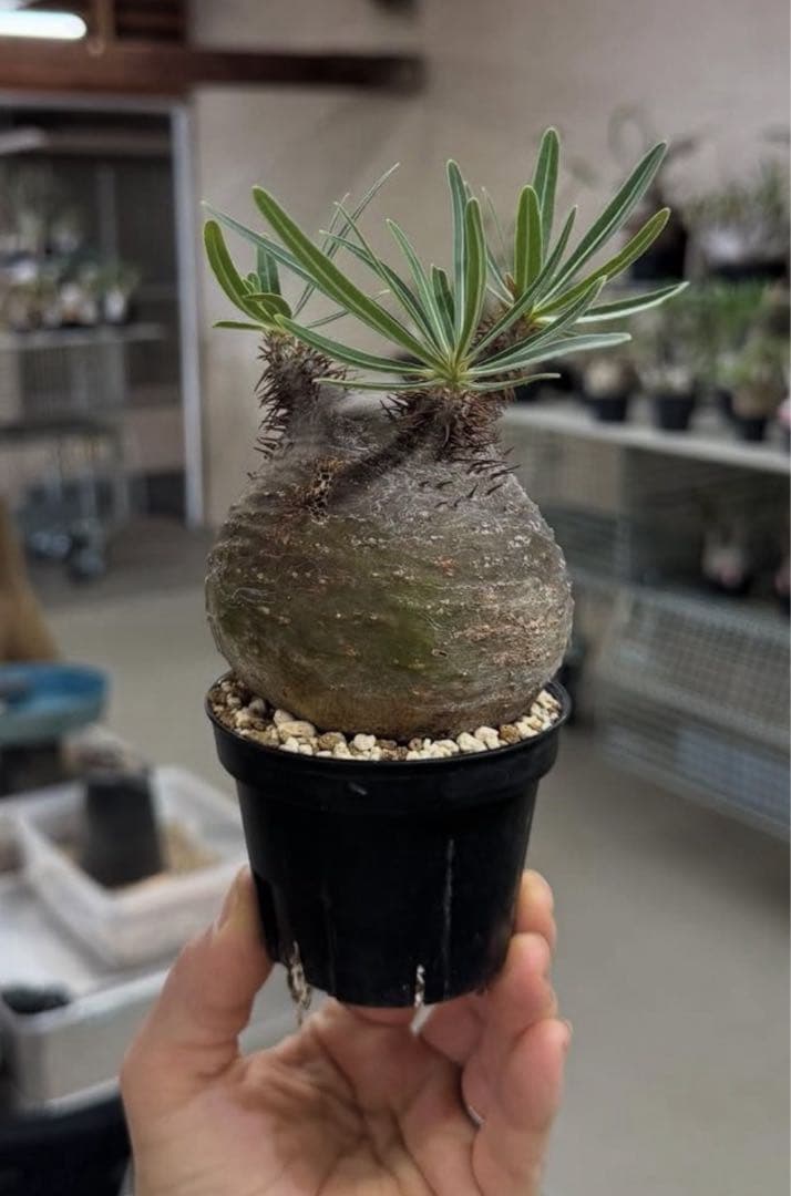 タイムセール‼︎超美株！短枝、まん丸パキポディウム グラキリス（発根済）