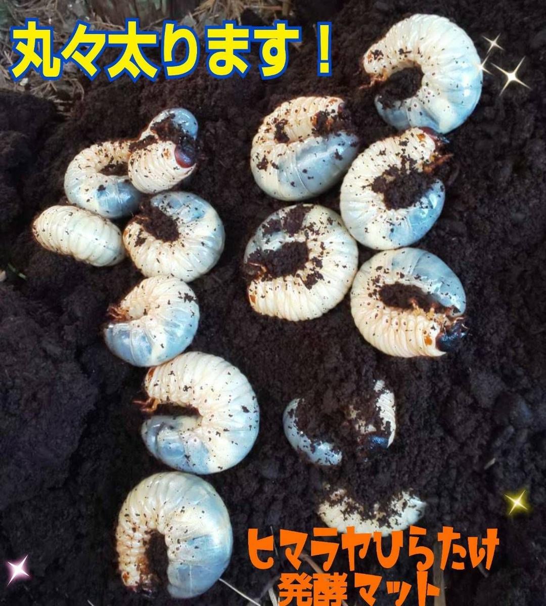 たっぷり100リットル☆カブトムシ幼虫が大きくなる！発酵マット☆雑虫湧きません！